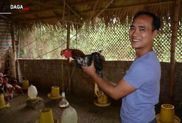 Từ một giám đốc trở thành người nuôi gà