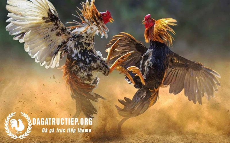 cách nuôi gà đá sung sức
