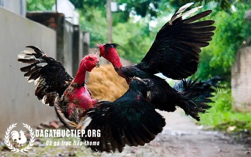 cách nuôi gà đá sung sức
