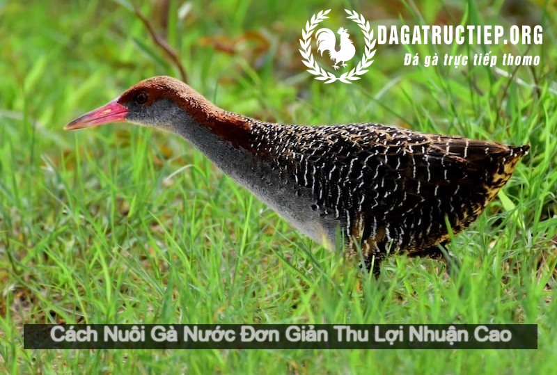 Quy trình xây dựng chuồng trại cho gà nước