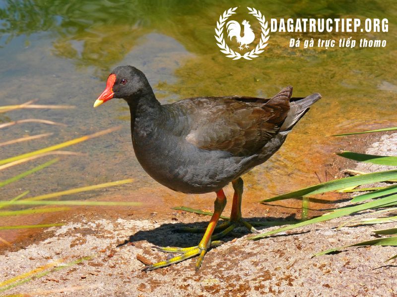 Đặc điểm của gà nước