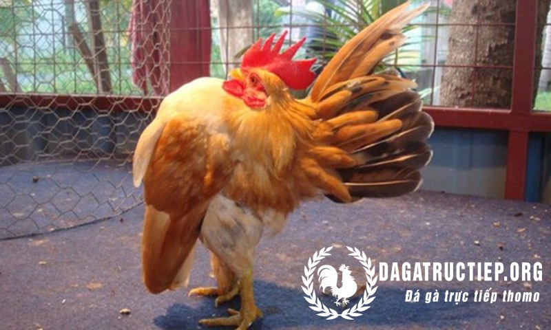 Những dáng gà serama thường gặp nhất