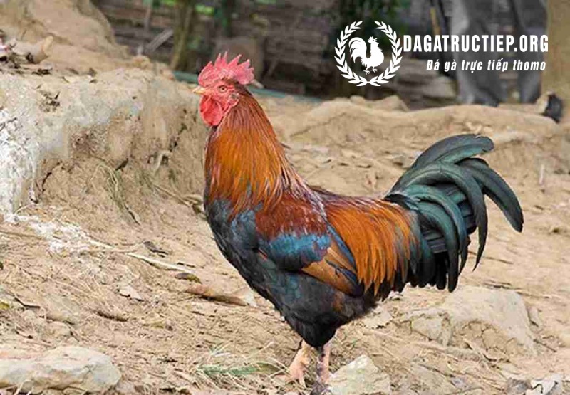 Tiết lộ giá trị kinh tế của giống gà chân lùn