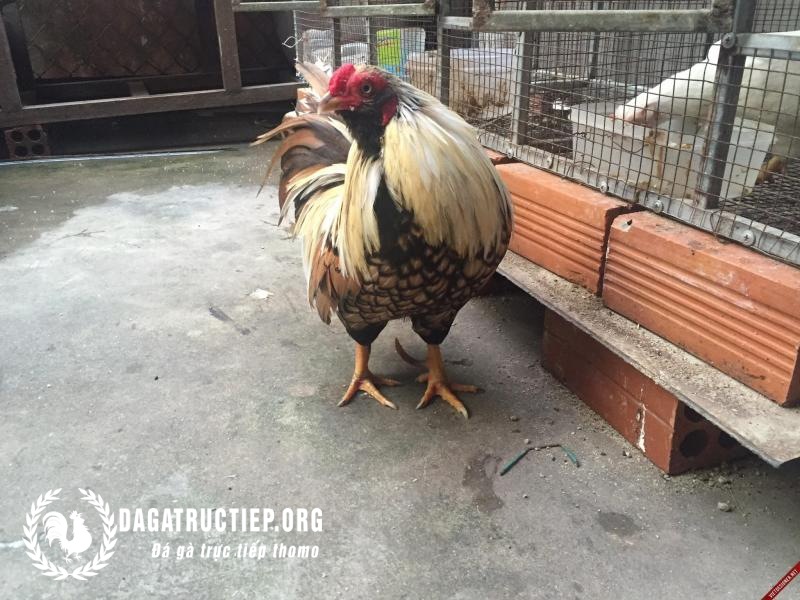 Cách chăm sóc và dinh dưỡng dành cho giống gà này