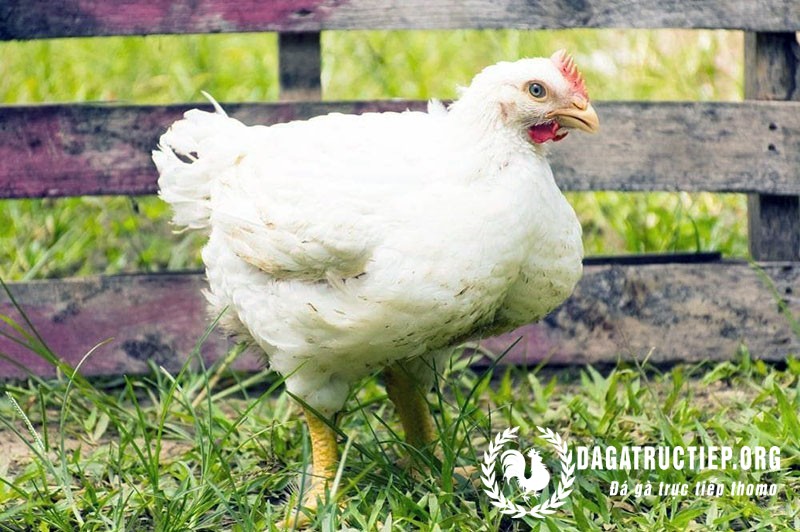 Khái quát về giống gà Hubbard