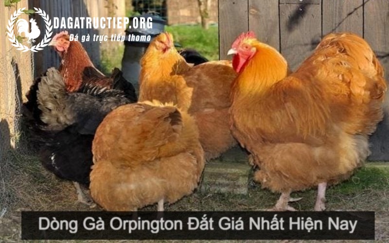 Nguồn gốc của giống gà Orpington