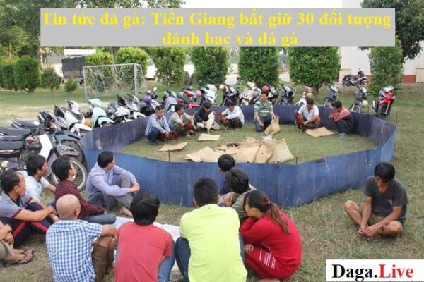 tin tức đá gà