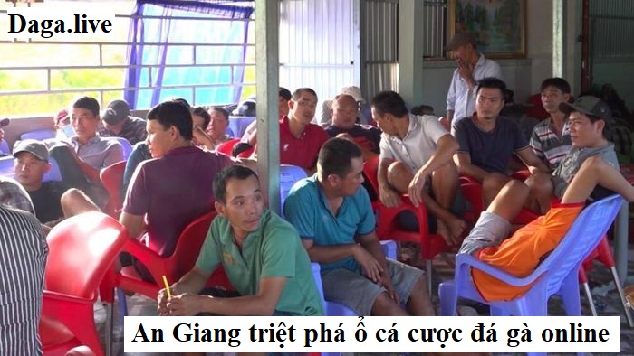 An Giang triệt phá ổ cá cược đá gà online