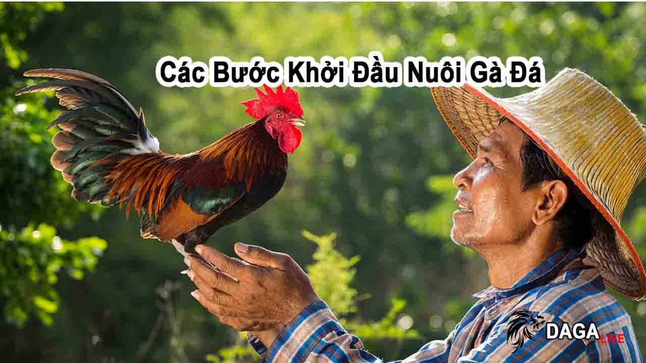 Các Bước Khởi Đầu Nuôi Gà Đá