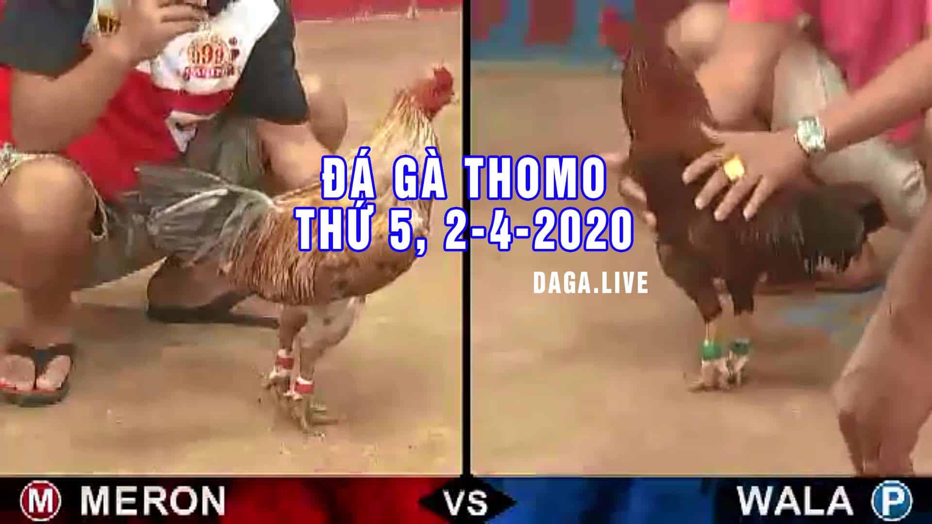 DAGA.LIVE - Đá gà thomo hôm nay, đá gà cựa sắt, đá gà campuchia, đá gà trực tiếp thứ 5 ngày 2-4-2020