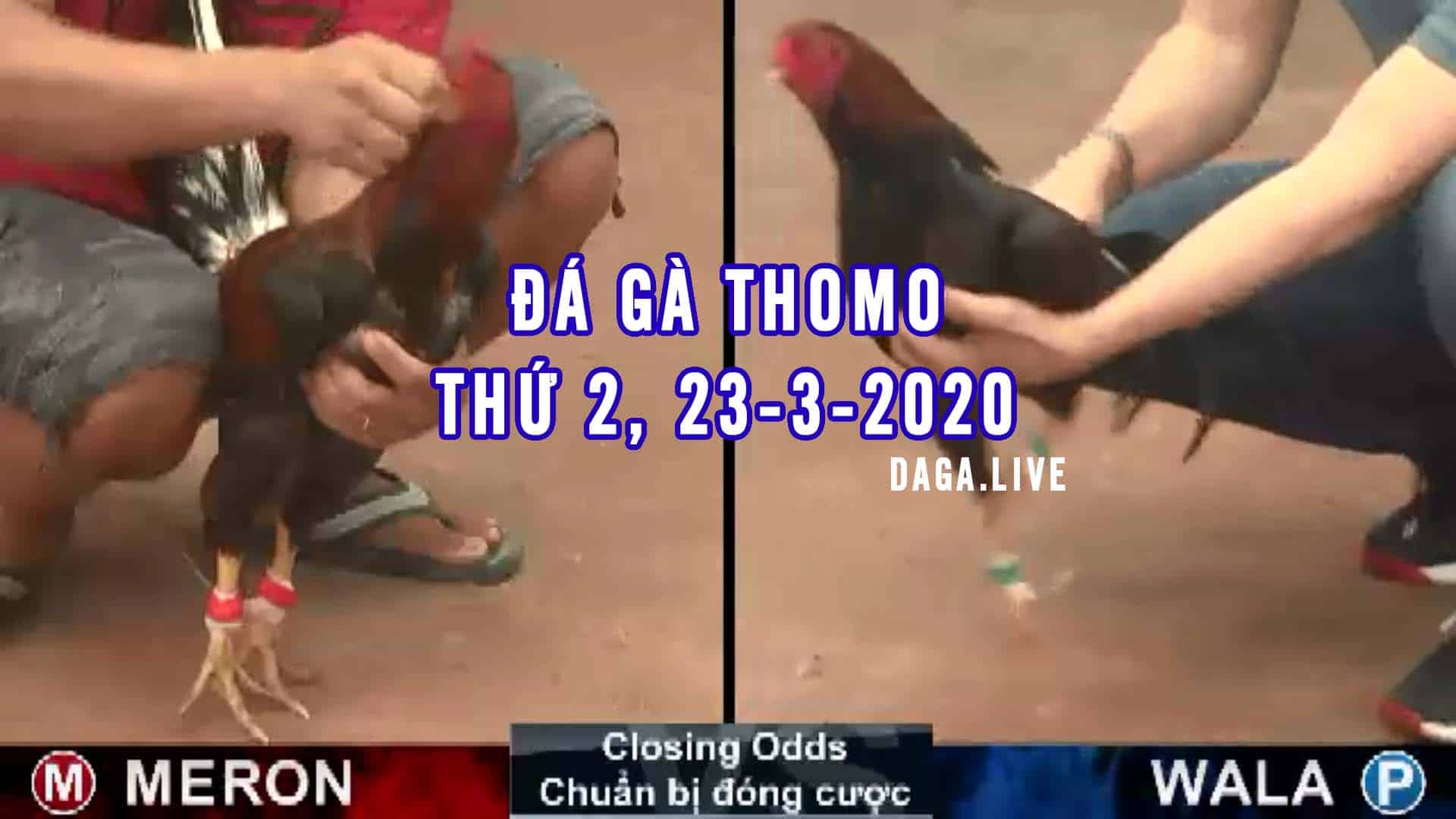 DAGA.LIVE - Đá gà thomo hôm nay, đá gà trực tiếp, đá gà cựa sắt, đá gà campuchia thứ 2 ngày 23-3-2020