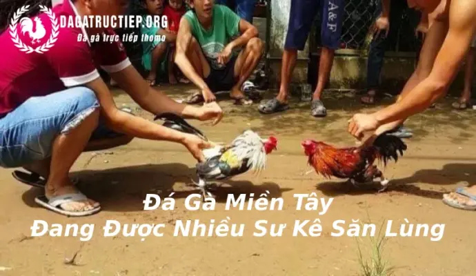 Đá Gà Miền Tây