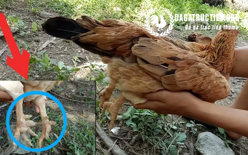 Gà Mái Có Cựa