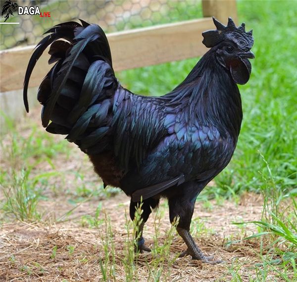 Gà Lamborghini - Giống gà quý hiếm nhất thế giới Ayam Cemani