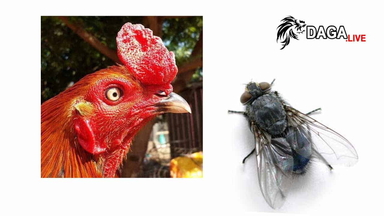 Gà bị đá cựa dem mắt