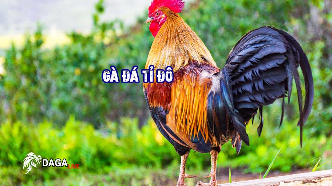 Gà Đá - Cơ Hội Cho Ngành Kinh Tế Tỷ USD của Việt Nam.