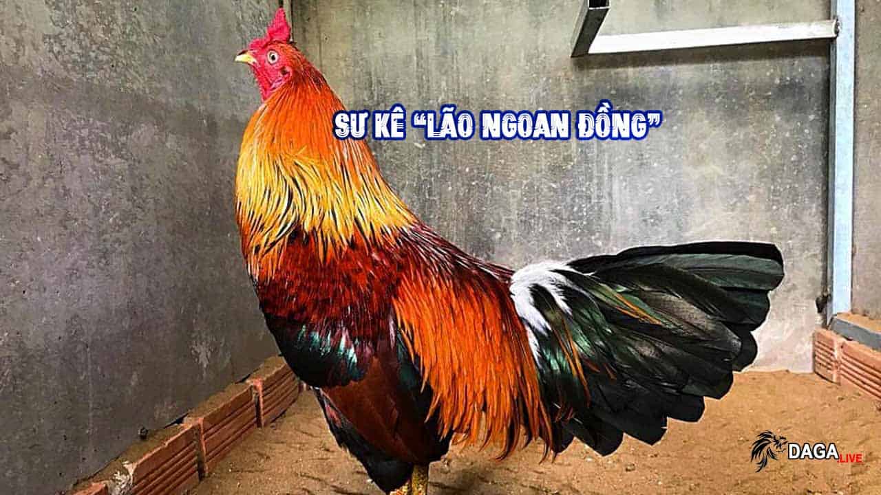 Kinh Nghiệm Nuôi Gà Của Lão Ngoan Đồng