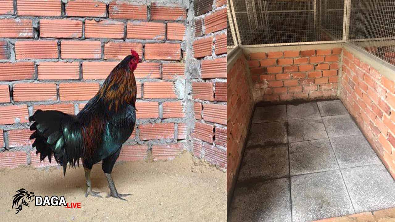 Nuôi gà trên nia