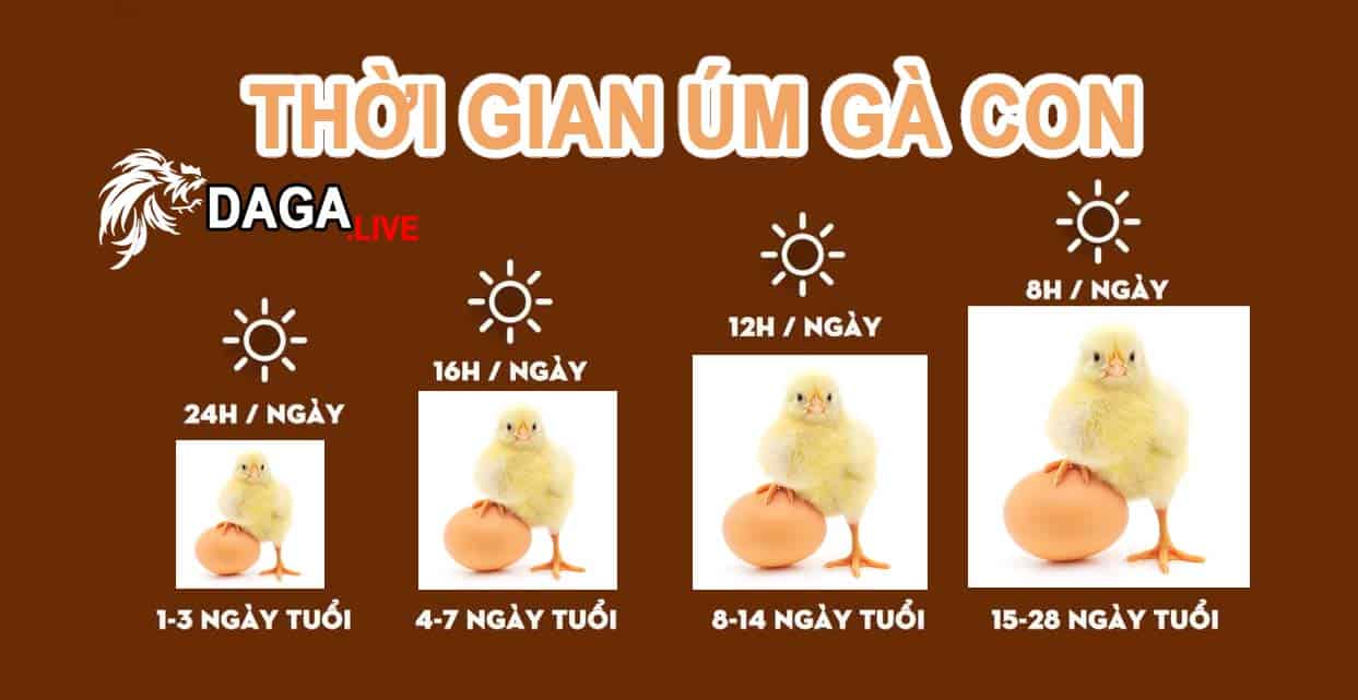 Thời gian úm gà con