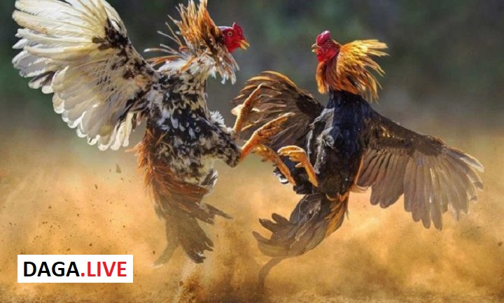Đá gà là một nét phong tục được lưu truyền từ hàng ngàn đời nay của dân tộc.