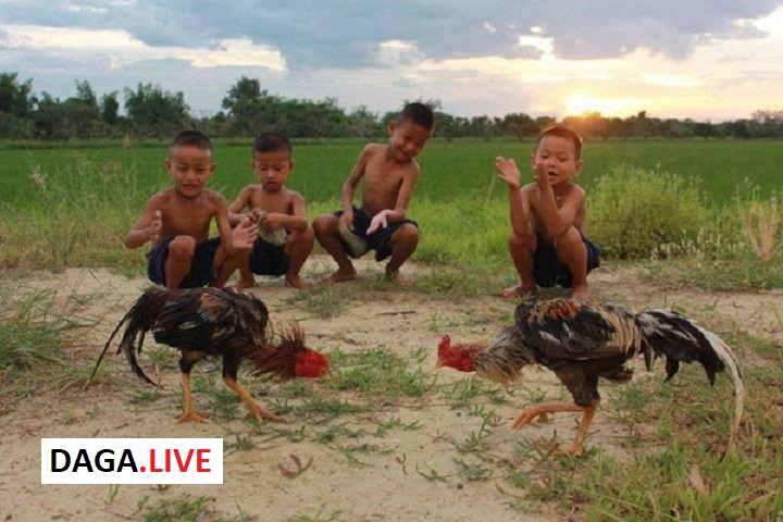 Xem ngày đá gà là cách chọn thời điểm vượng khí nhất để chiến kê thi đấu.