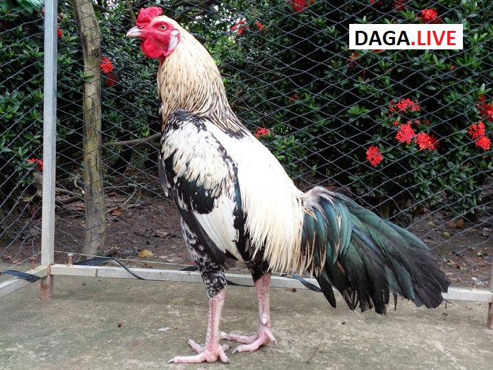 Màu lông của chiến kê cũng mang theo rất nhiều ý nghĩa.