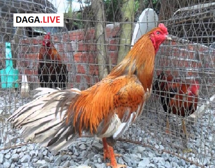 Trước khi tham gia cá cược đá gà, anh em nên tham khảo xem gà chiến hôm nay mạng gì để dễ dàng đặt cược.