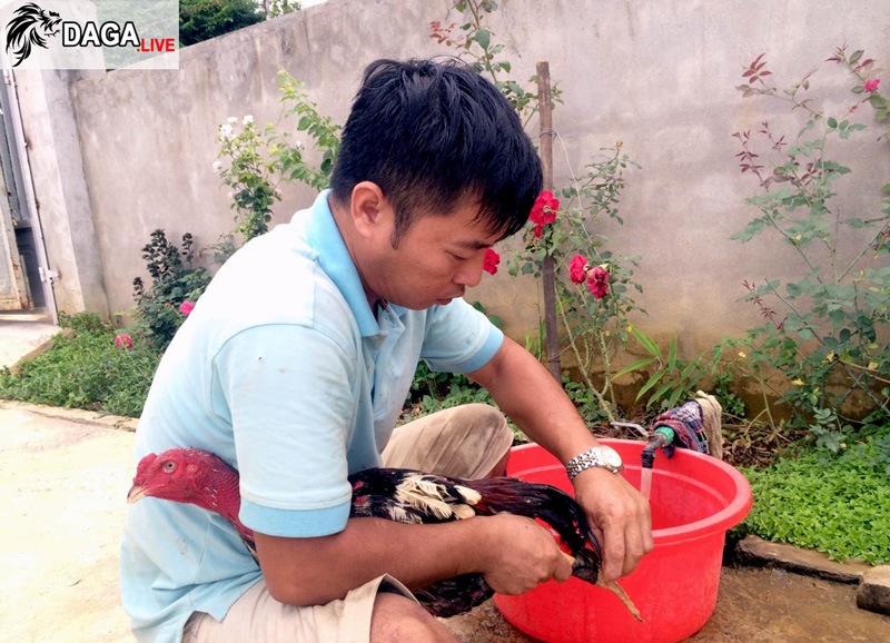nuôi gà chọi