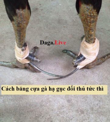Cách băng cựa gà
