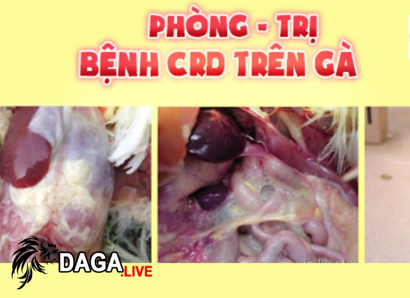 Phương pháp phòng chống bệnh CRD ở gà