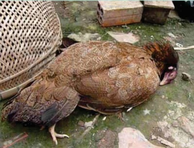 bệnh dịch tả gà