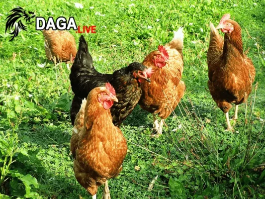 Nguyên nhân và biểu hiện của bệnh giun kim ở gà