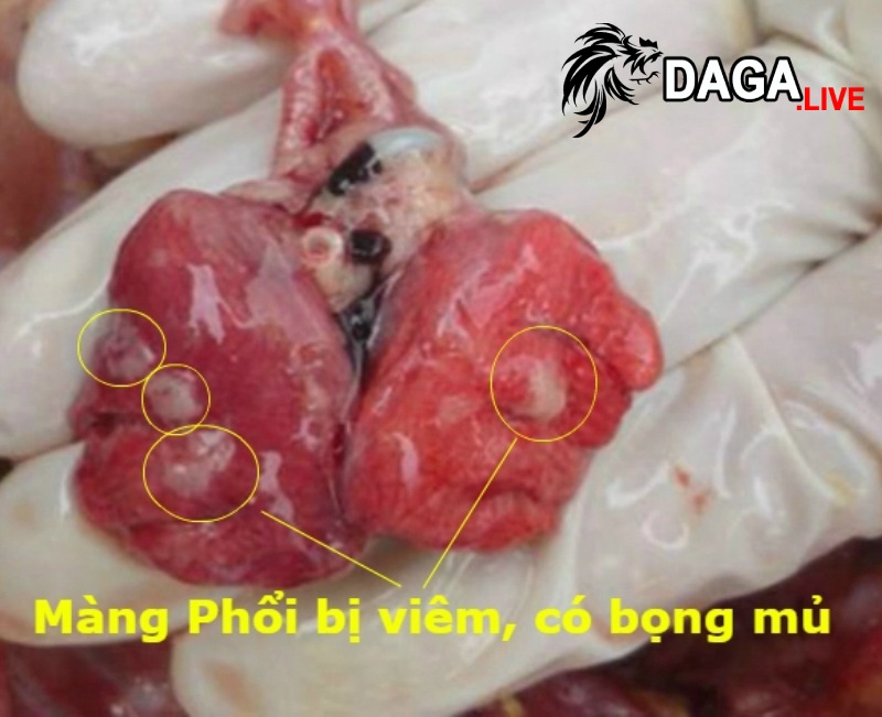 Bệnh tích bệnh ORT ở gà