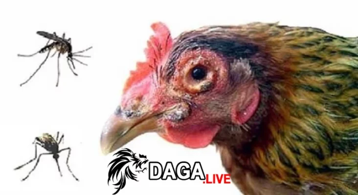 Bệnh thủy đậu ở gà là gì?