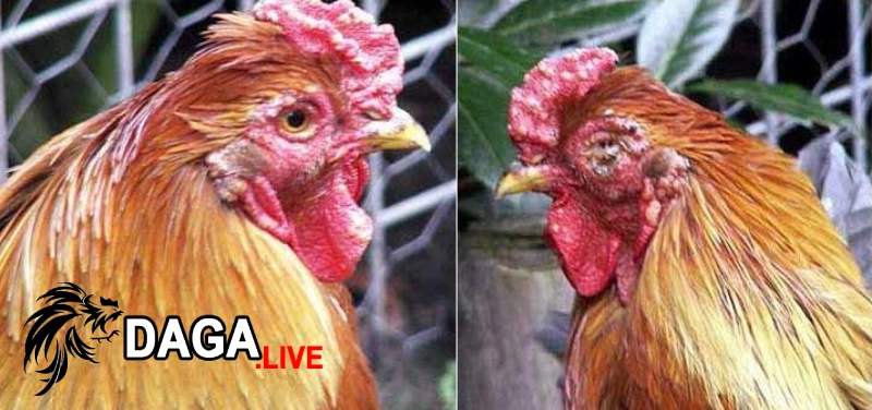 Triệu chứng bệnh đậu gà