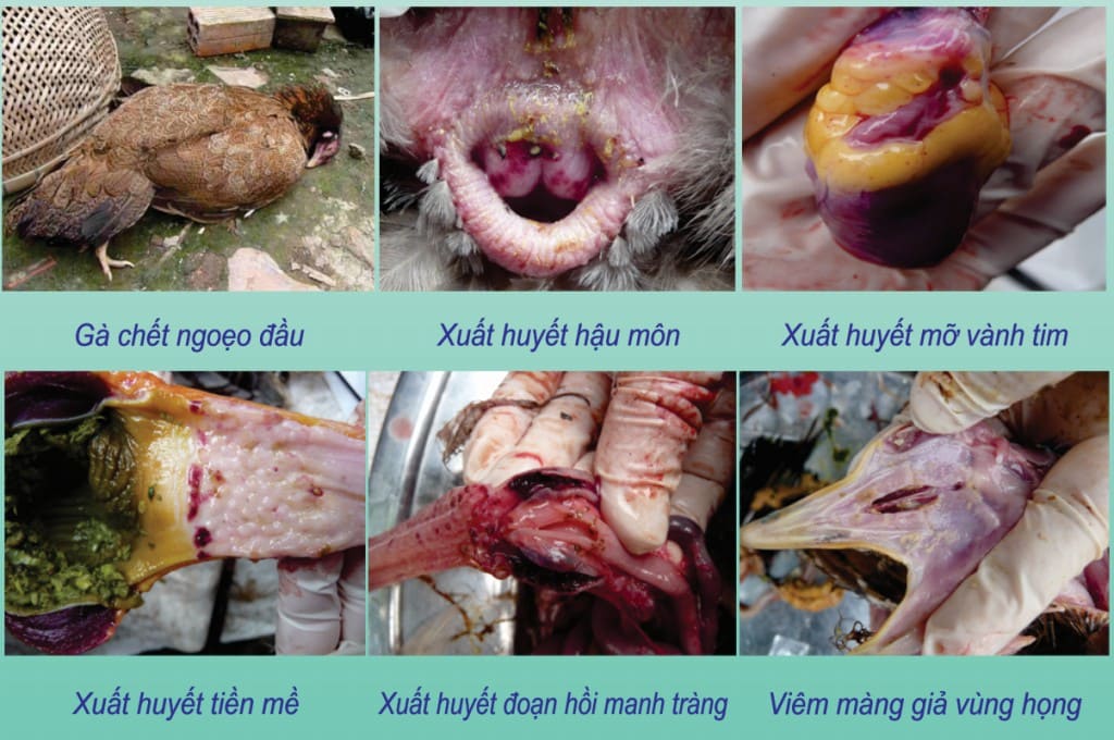 bệnh tích bệnh dịch tả gà