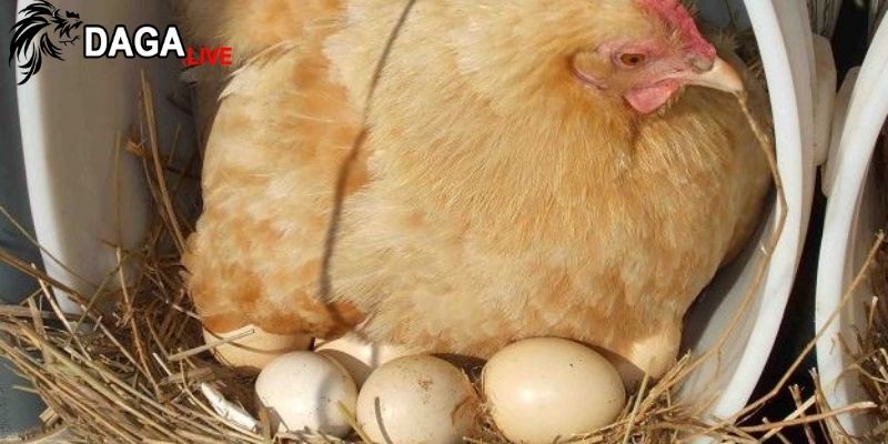 Cách làm cho gà mái nhanh đẻ có thể giúp bạn tiết kiệm thời gian