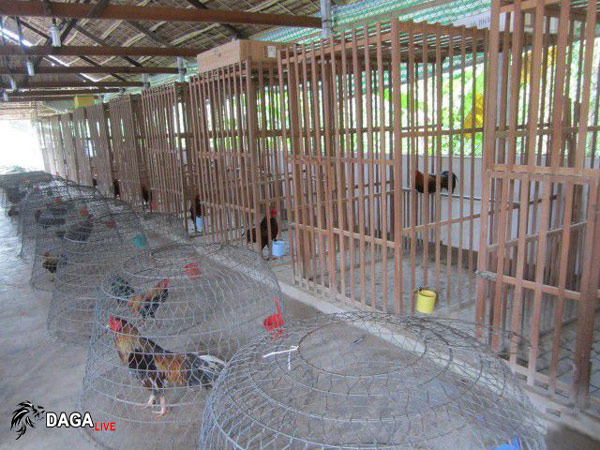 cách làm chuồng gà đơn giản nhất