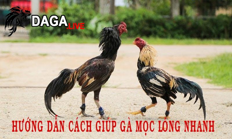 Một số chú ý giúp gà mọc lông nhanh hơn