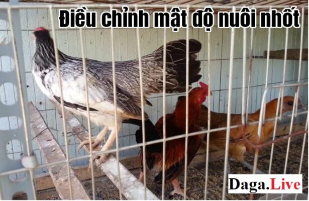 Điều chỉnh mật độ nuôi nhốt - Cách nuôi gà mùa nóng