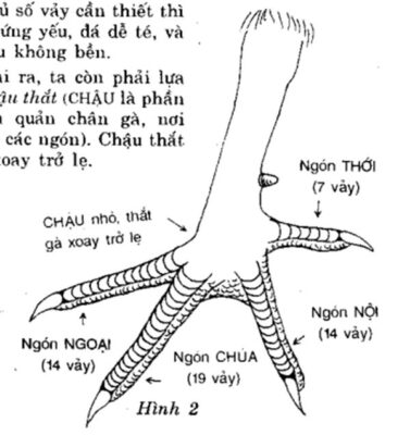 Các bộ phận của chân gà chọi