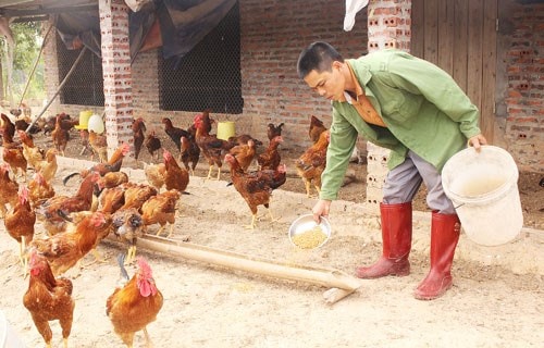 Cho gà ăn tỏi