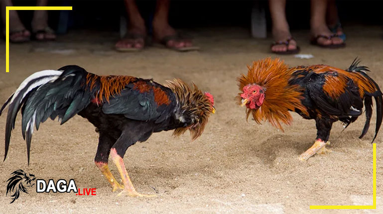 Những quy định về trách nhiệm tại Đá gà Live    