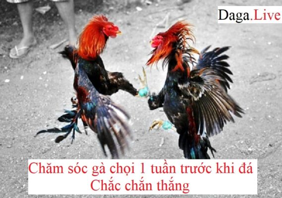 da-ga-cua-sat-thai-lan