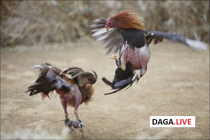 Đá gà ăn tiền đang rất được anh em nuôi gà chọi quan tâm.