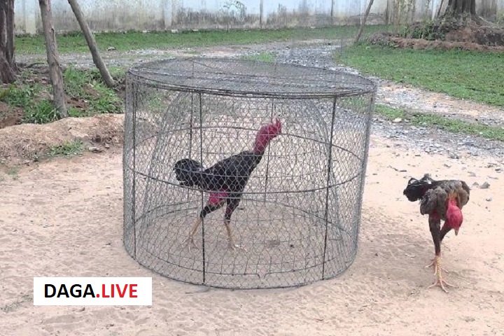 Gà đá bị què sau khi bó bột nên được thả vào lồng nhỏ để hạn chế di chuyển.