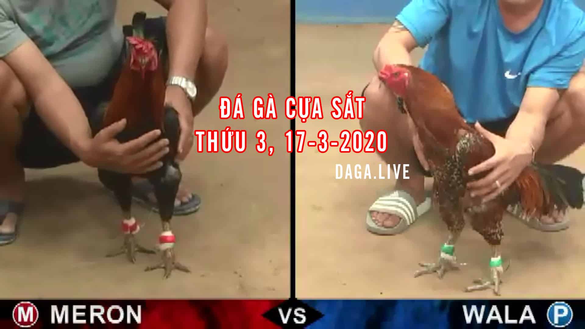 dagatructiep.org đá gà cựa sắt, đá gà thomo hôm nay, đá gà trực tiếp bình luận viên, đá gà campuchia, da ga ucw88 thứ 3 ngày 17-3-2020