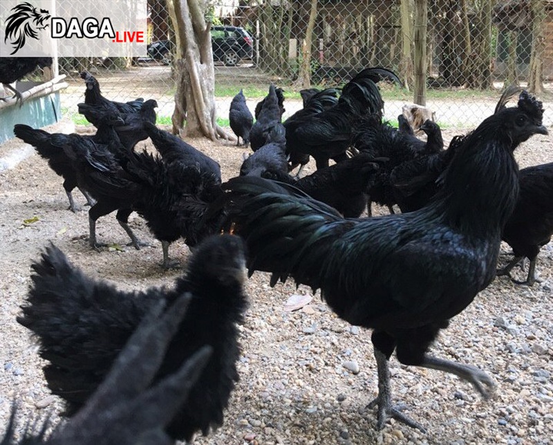 Đàn gà mặt quỷ của anh Tuyên