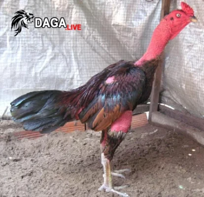 Gà chọi Vạn Giã Khánh Hòa