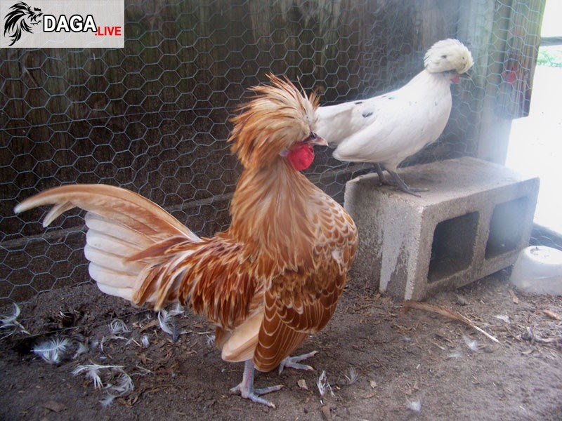 Gà Ba Lan sư tử